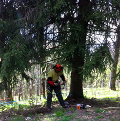 Espace Création Nature entretien d'espaces verts en Haute-Savoie 74 Grand Massif Arâches